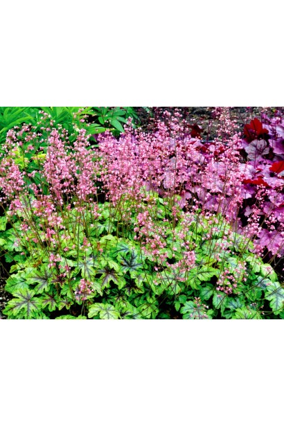 Heuchera hybrida ’Tapestry’